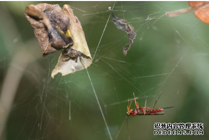 杏耀平台 寄生蜂可能通过