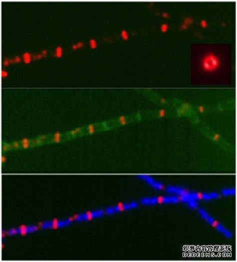 杏耀平台手机客户端科学家揭示