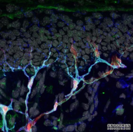 杏耀可靠吗 科学家们刚刚在你的