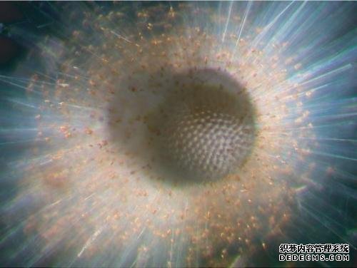 杏耀网站香港大学生态学家及国际研究小组发现，热带地区的生物多样性正持续下降