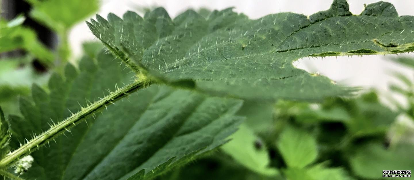 弹性是植物和动物杏耀代理开号刺痛的关键