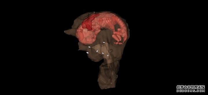 科学家证实生杏耀招代理物工程子宫支持怀孕