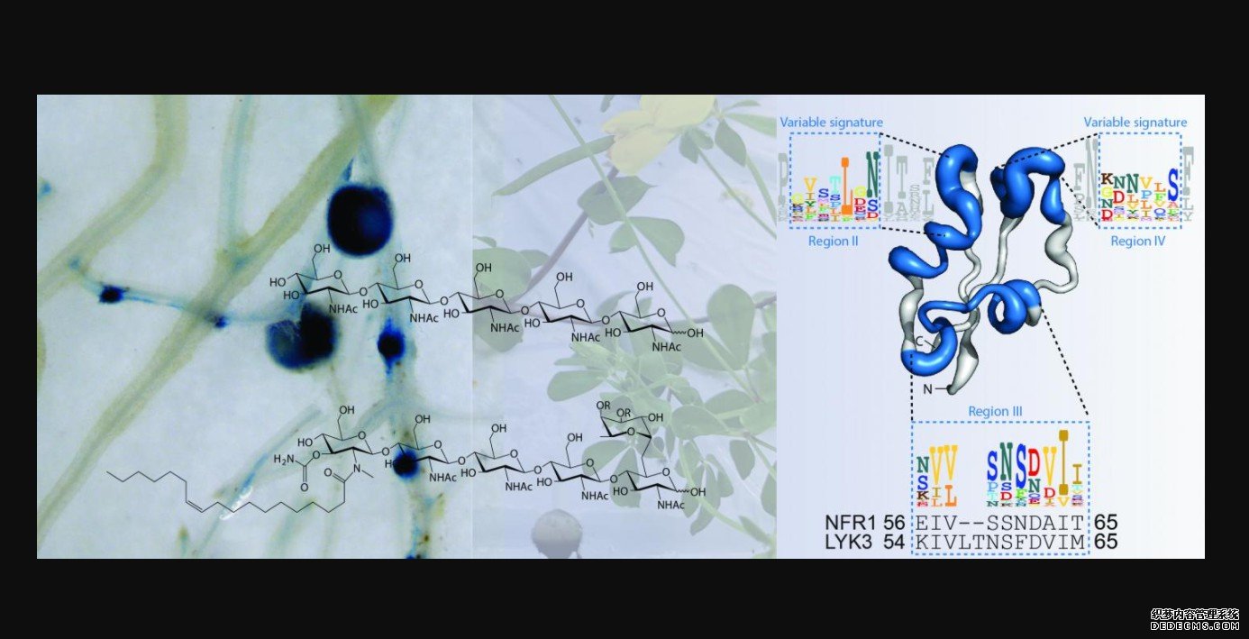 研究人员发现了植物杏耀是如何区分有益和有害微生物的