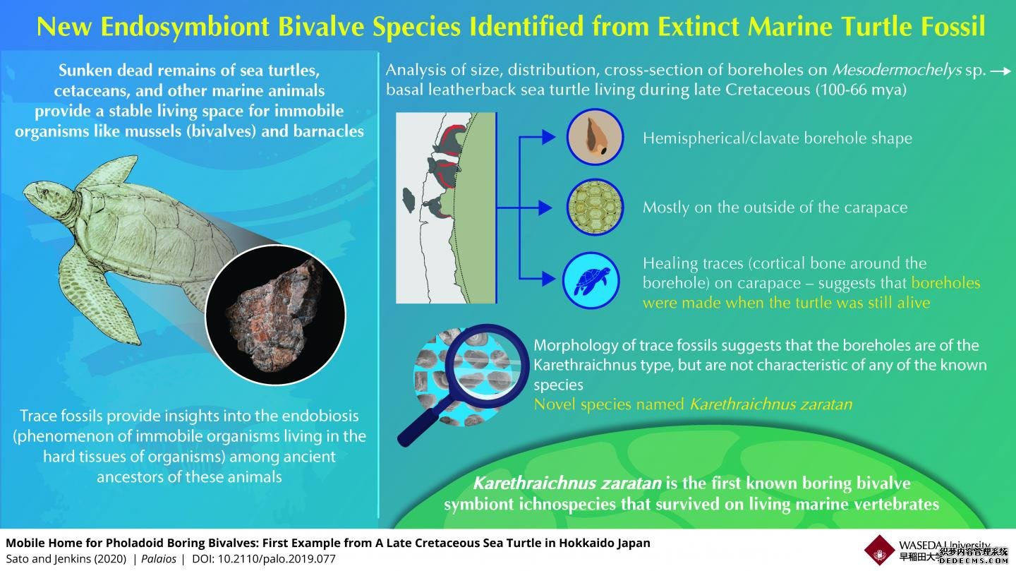 简单的生命:杏耀起源在晚白垩纪海龟甲壳中发现的新物种