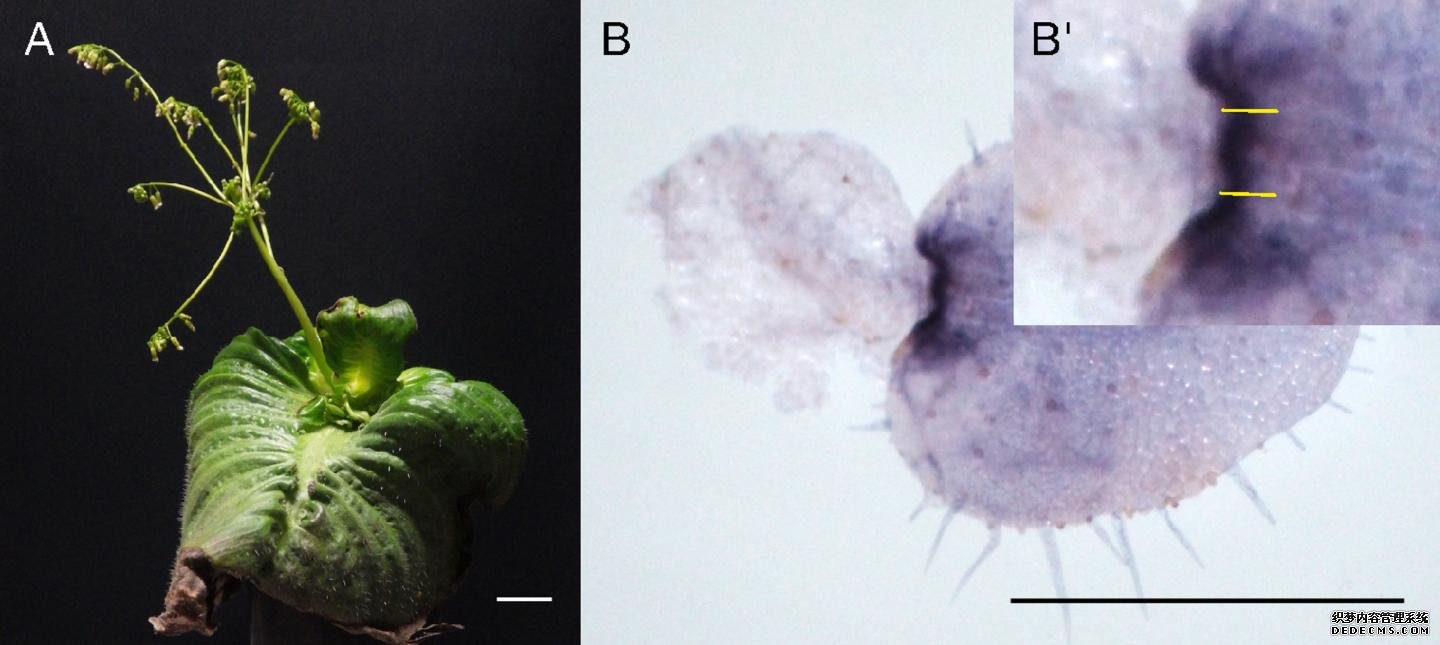 只有一片叶子的植物揭示了杏耀起源植物生长的基本遗传学