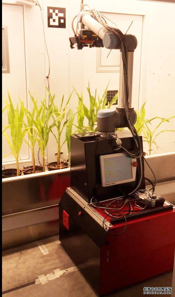 植物科学家研究玉杏耀yl的历史米中热胁迫反应的相互作用