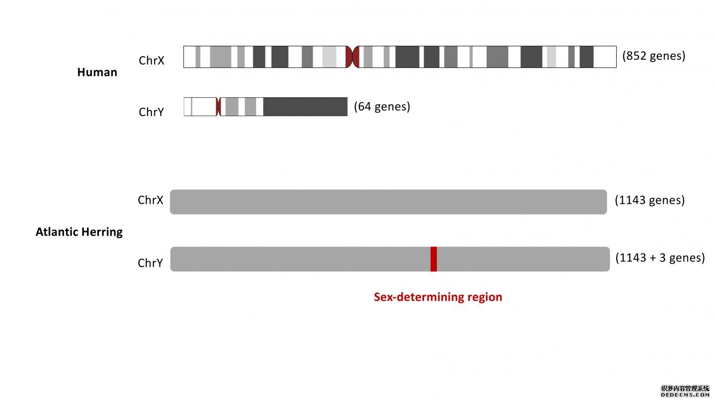 杏耀大西洋鲱鱼雄性染色体的诞生