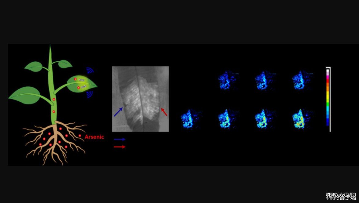 杏耀聪明的研究人员开发了植物纳米离子传感器来监测土壤中的砷含量