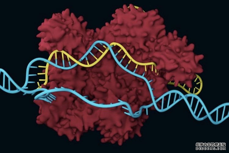 利用CRISPR杏耀平台总代理，新技术使绘制遗传网络变得容易