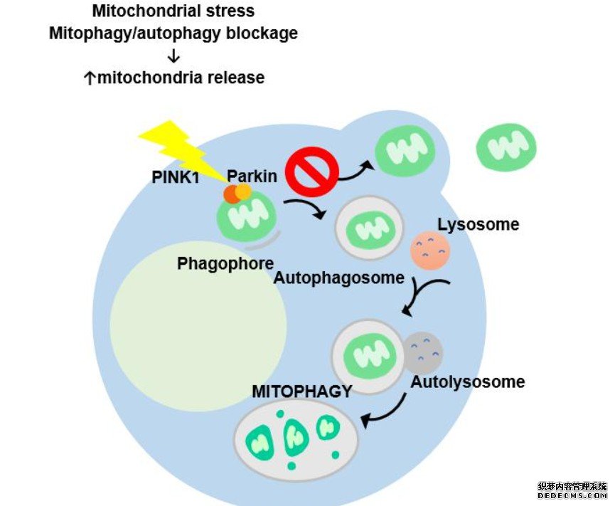 线粒体的细胞杏耀代理排斥保护细胞免受损害