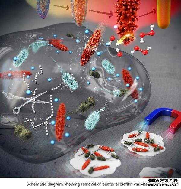 根除细菌生物杏耀注册膜的纳米晶体