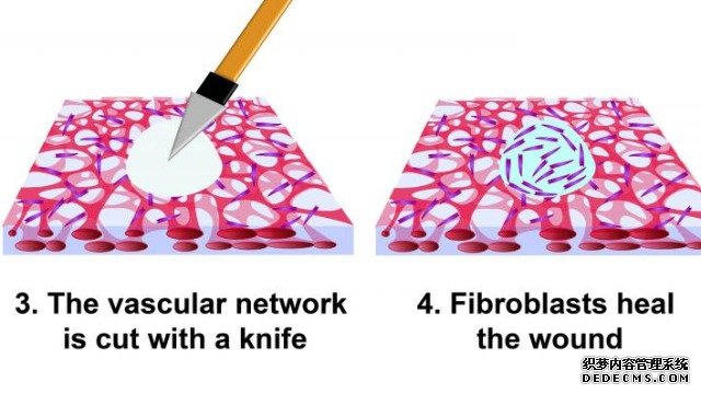 对伤口愈合过程的新杏耀代理开号见解