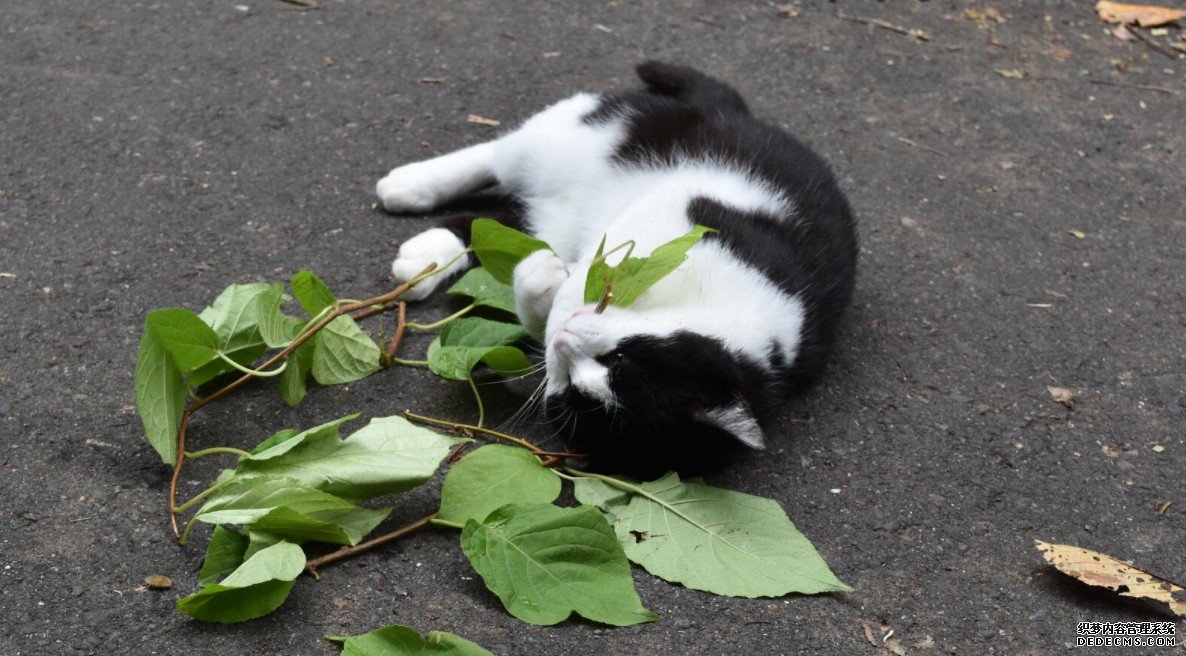 猫薄荷和银藤中含有使人杏耀中毒的化学物质，可以保护猫不被蚊子叮咬