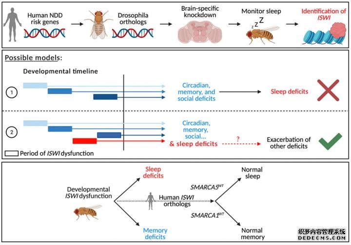 与果蝇睡眠问题相杏耀联系关的神经发育障碍的高风险基因