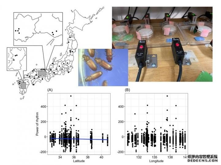 地理位置如何决杏耀平台口碑定物种的生物钟:对甲虫的研究提供了新的见解