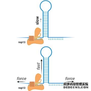 冠状病毒编码的工具杏耀游戏帐号为COVID-19提供了一个潜在的目标