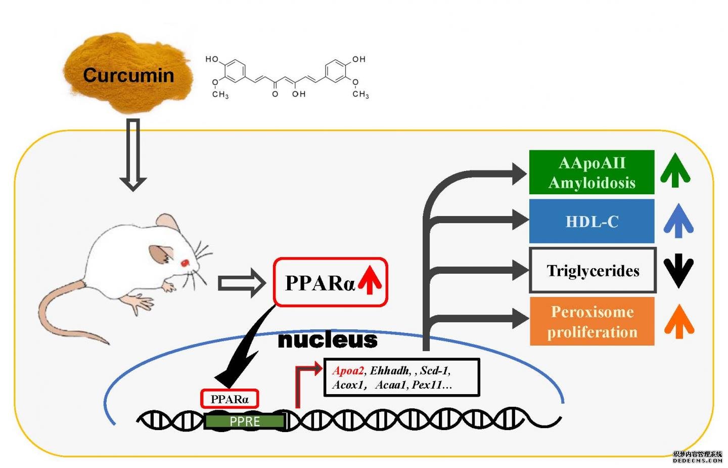 杏耀代理姜黄素治疗淀粉样变和脂质代谢——一个新的见解