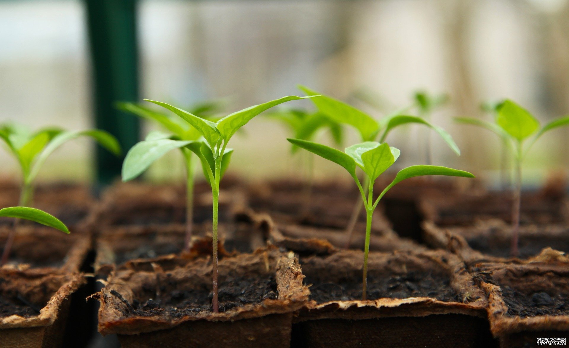 研究发现植物在杏耀玩家注册太阳能温室中生长良好