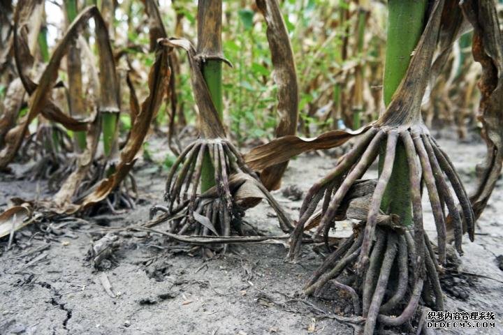 几十年玉米育种过程中杏耀可靠吗留下的土壤微生物