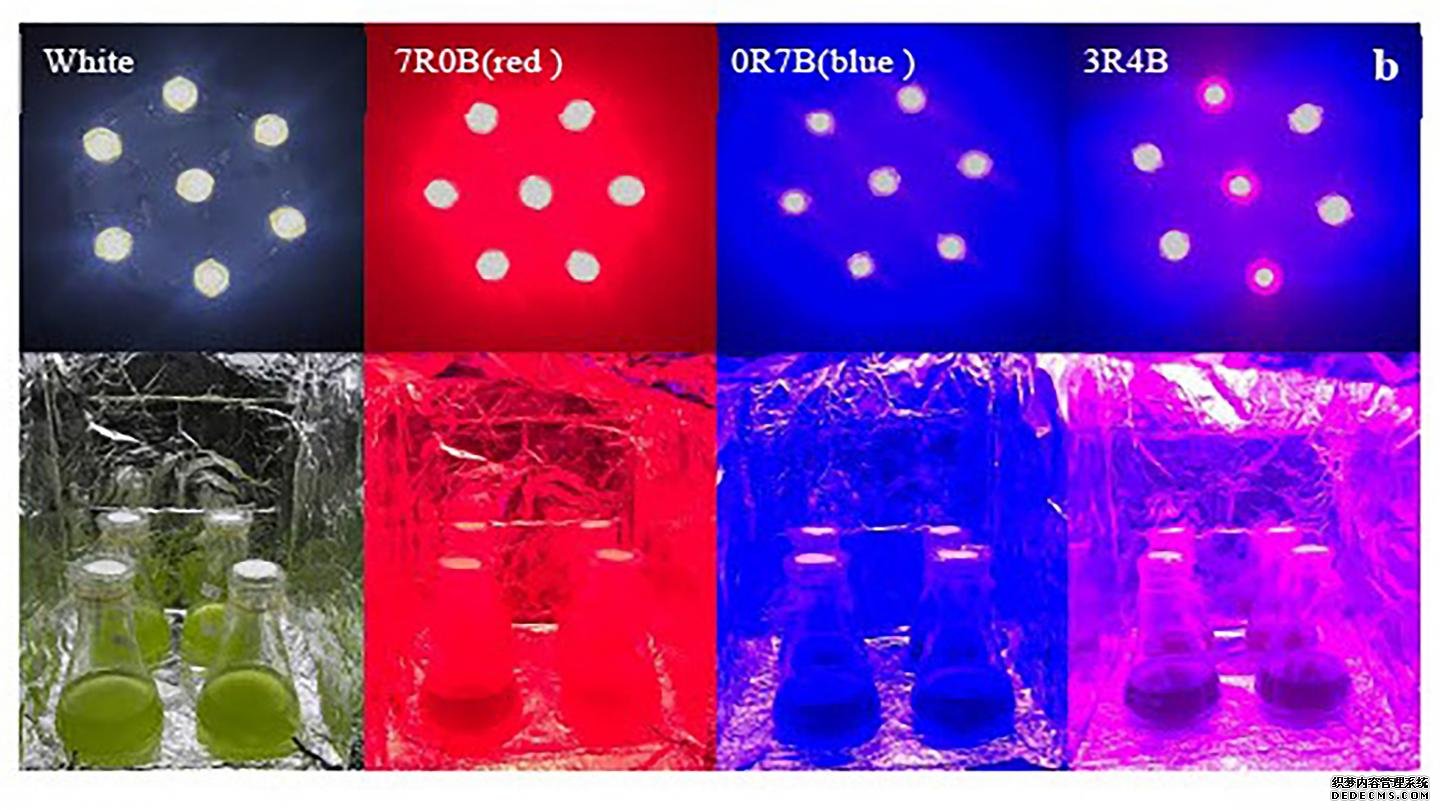 为下一代生物燃料而在微藻上发杏耀起源光的彩色LED灯