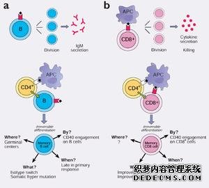 杏耀记忆T细胞产生之谜初步揭晓