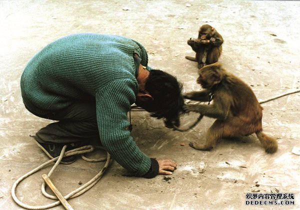 杏耀代理猴子挥石头 贝壳快绝迹