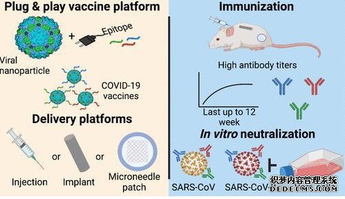 科学家建立用于杏耀手机客户端抗原表位精细作图的肽生物合成法