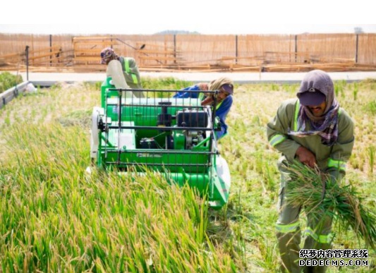 袁隆平迪拜沙漠种植水稻成功 亩产超五百公斤杏耀手机客户端