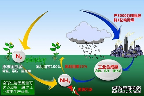  植物固氮成本不菲杏耀手机客户端