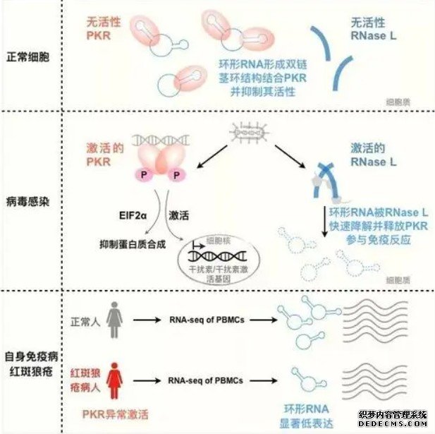 杏耀代理科学家揭示环形RNA在天然免疫中的重要功能