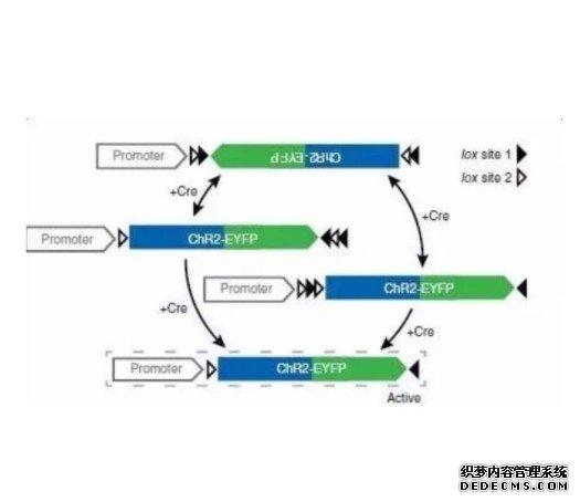 澳基因编辑规则采用“中杏耀代理间立场”