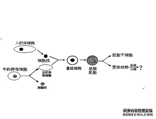 研究将实验鼠皮肤细胞杏耀平台转化为胚胎所需三种干细胞