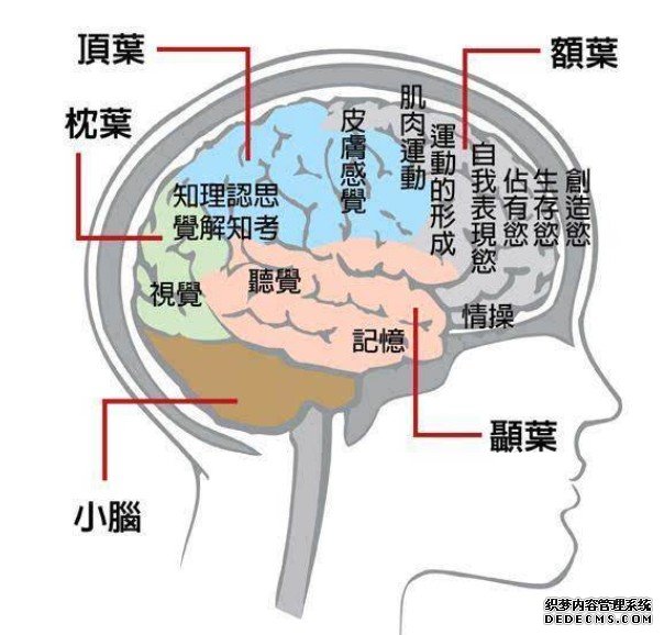 “傲娇”的后顶杏耀代理叶皮层脑区： 只爱新刺激，不屑参与低级抉择？