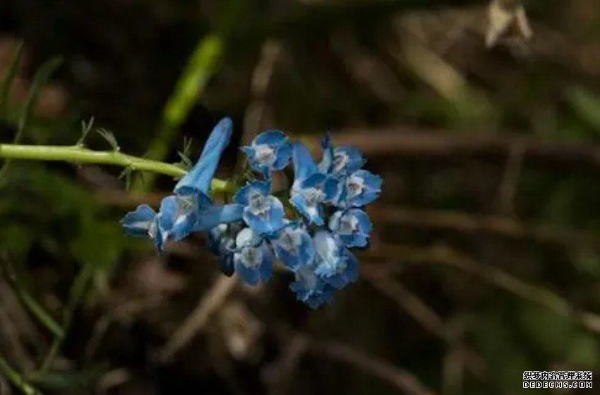 265年，杏耀注册571种植物灭绝