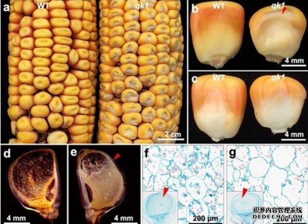 杏耀注册我国科学家成功绘制玉米高分辨三维基因组图谱