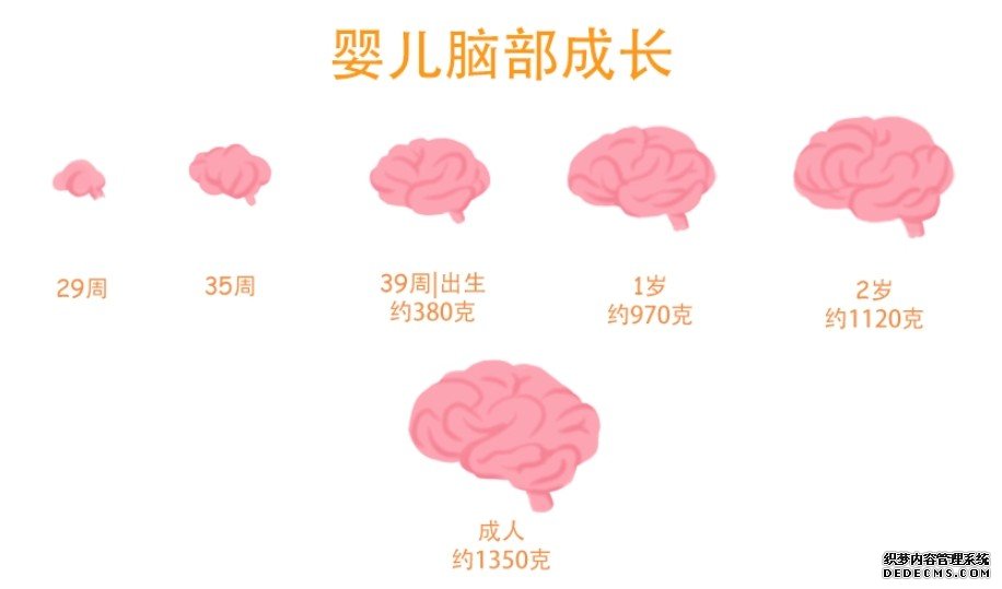 整个生命周期的人脑发育图公布杏耀平台