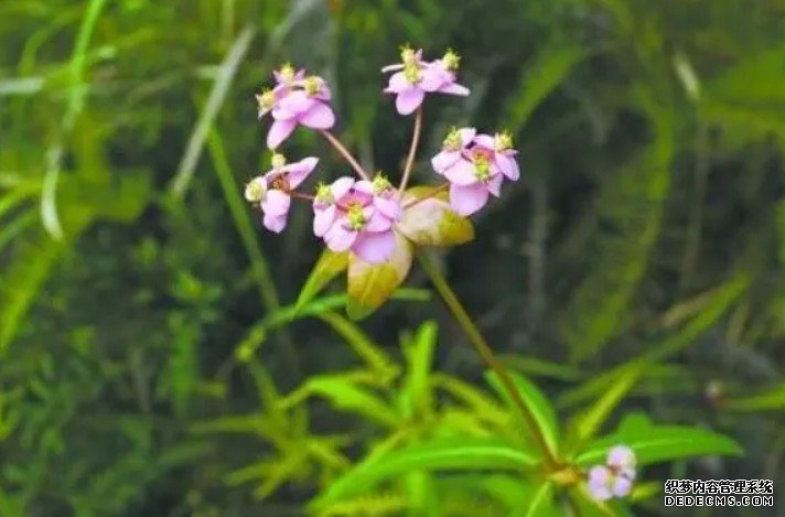 新物种！福建首次发现植物“修大戟”杏耀注册