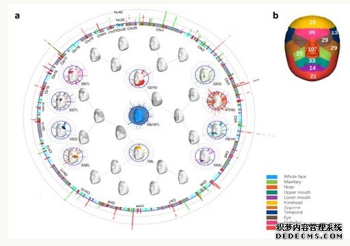 科学家揭开东亚面部独特性遗传进化机制杏耀平台