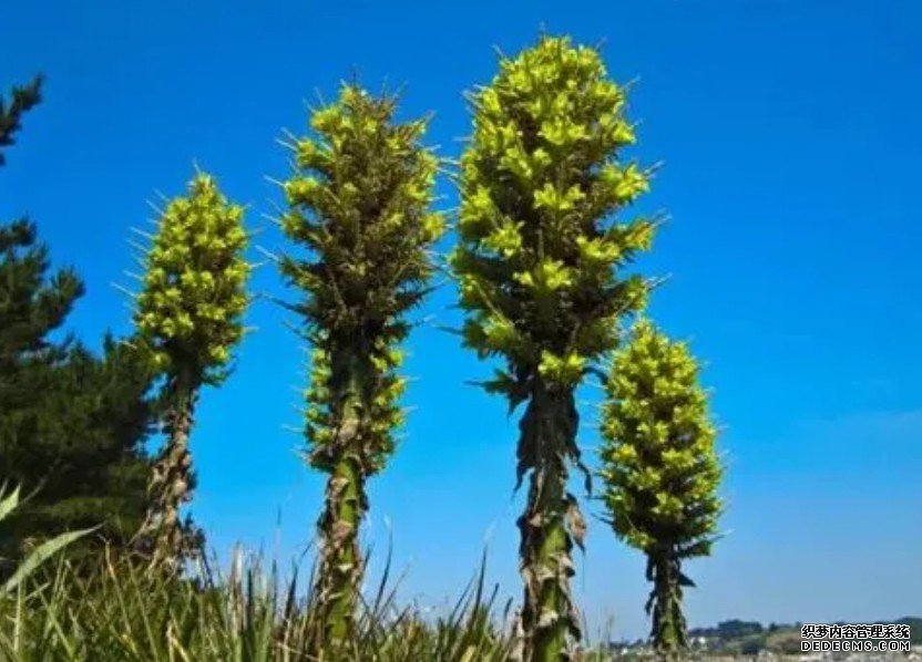 迄今已知最大杏耀平台单株植物浮现