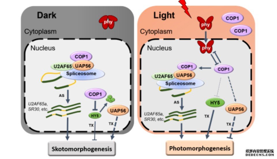 杏耀中科院植物所科研人员揭示可变剪接调控光形态建成的分子机制