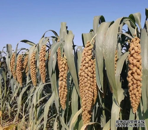 育种新途径：谷杏耀手机客户端子高产靠微生物