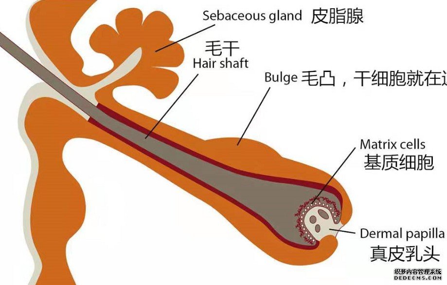 科学家研究体外生成杏耀毛囊新策略