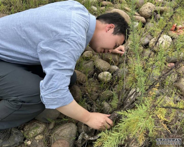 沐鸣在线登录长江上游发现极度濒危野生植物种群