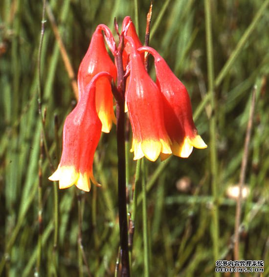 2号站登录花蜜生产是否是植物的“投资”代价？