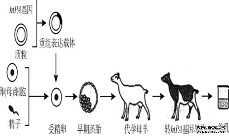 从DNA变化可推测哺乳动物寿命沐鸣